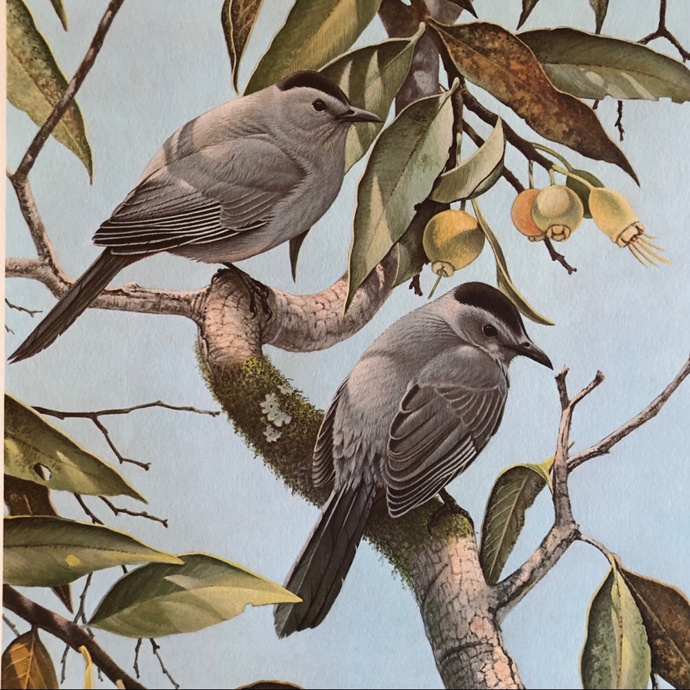 Mid Size Print - Signed -Cat Birds - Younger- 1985